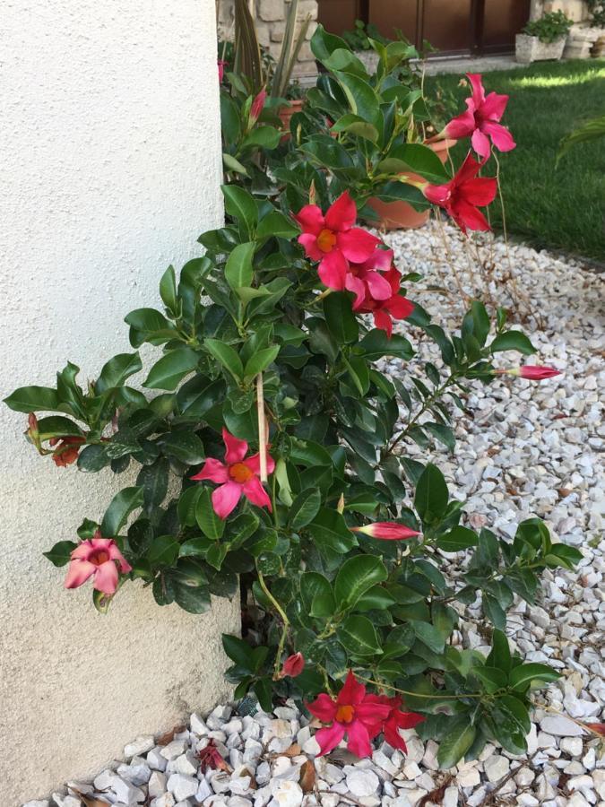 Bed and Breakfast Mas Halcyon Provence Avignon Exterior foto